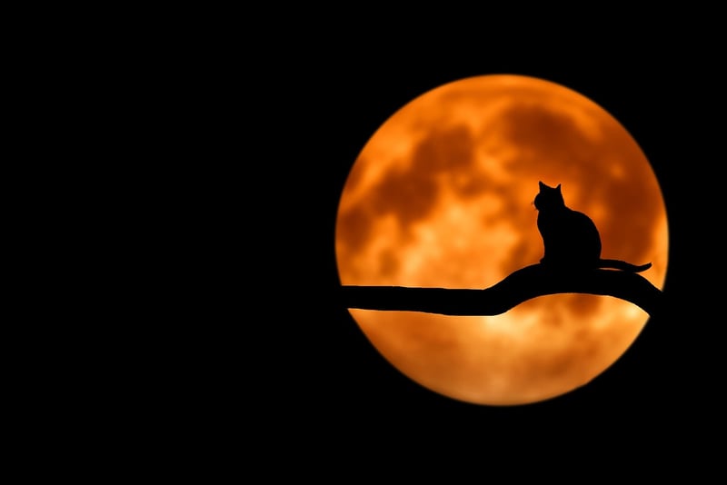 Moon Phases